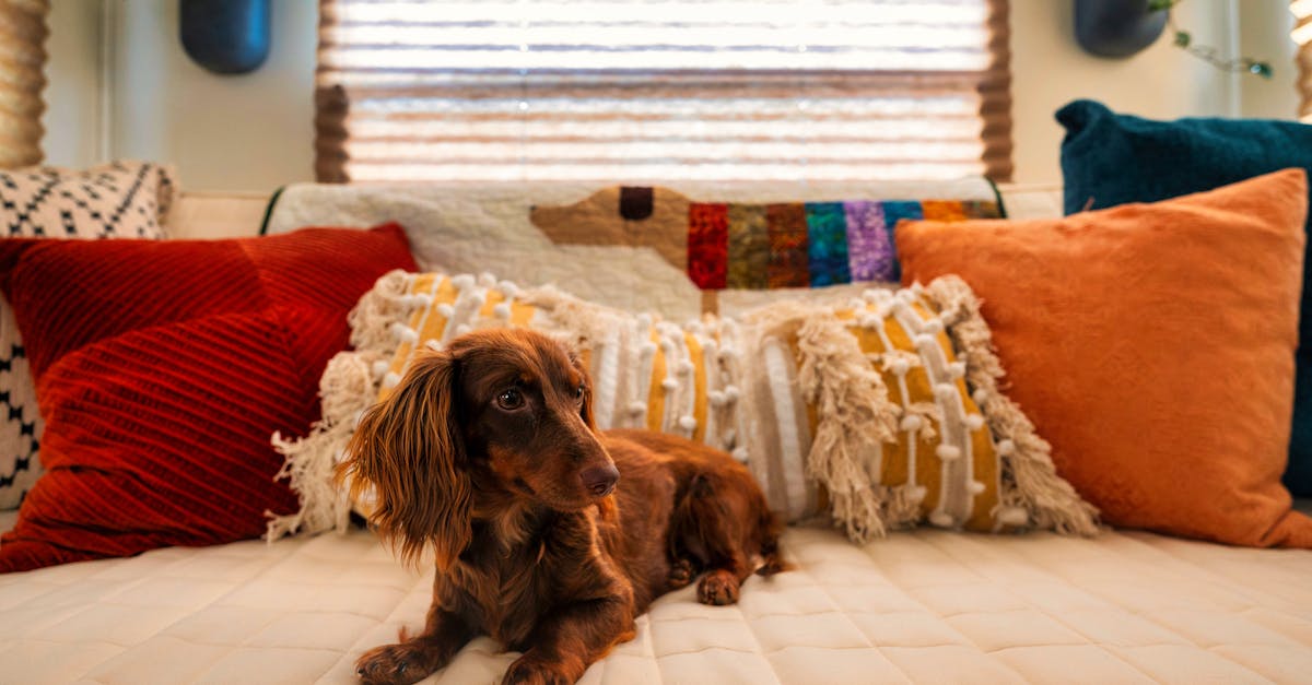 Dicas para acalmar seu pet em apartamentos