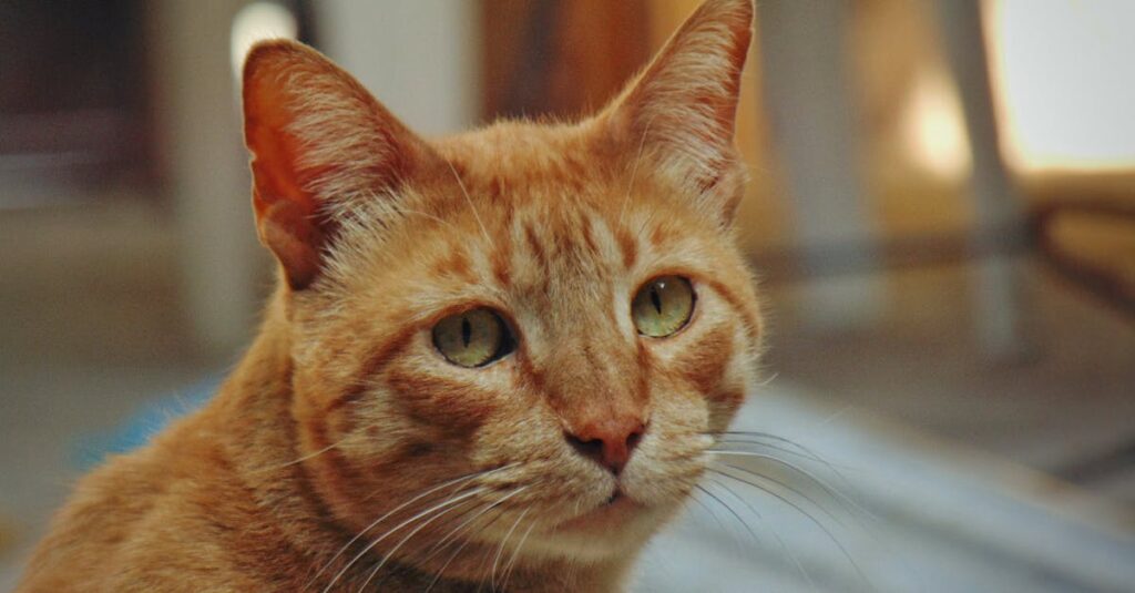 Dicas infalíveis para parar seu gato de arranhar móveis