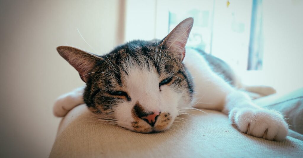 Por que seu gato vomita bolas de pelo?