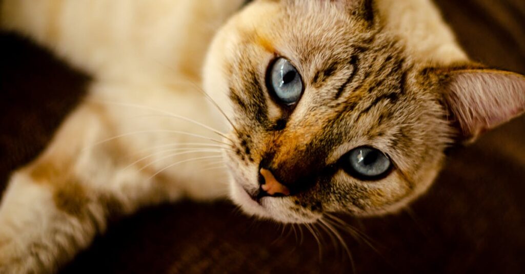 Por que meu gato usa pouco a caixa de areia?