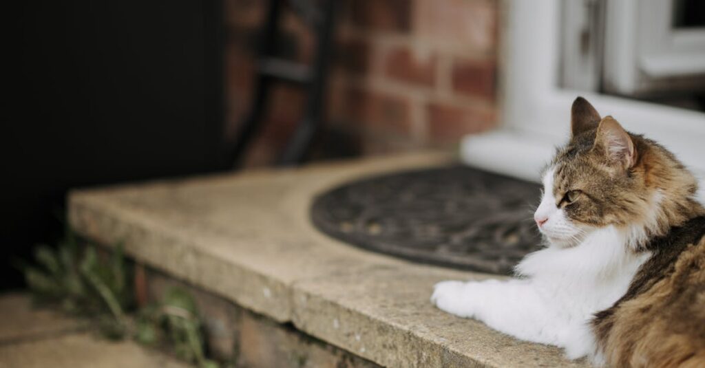 Como acalmar um gato assustado com barulhos?