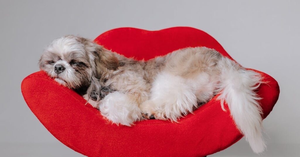 Por que seu cachorro roeu tudo? Descubra agora!