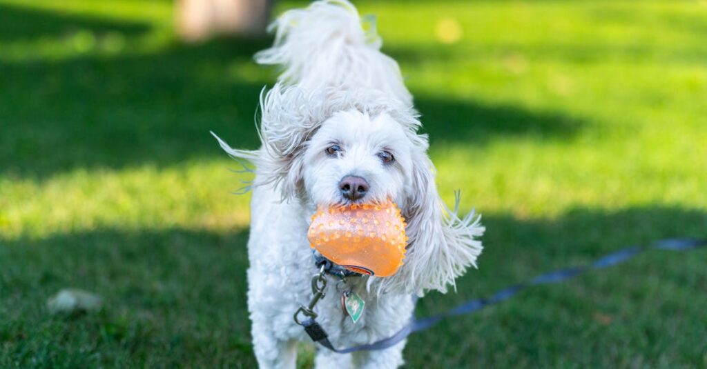 Por que seu cachorro evita o passeio? Descubra!