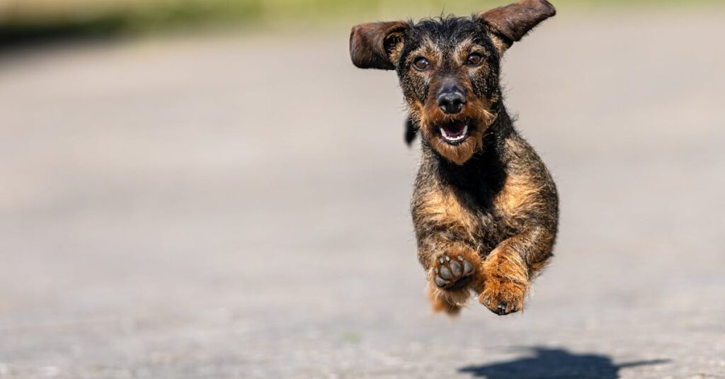 Cachorro comendo rápido? Dicas para evitar problemas