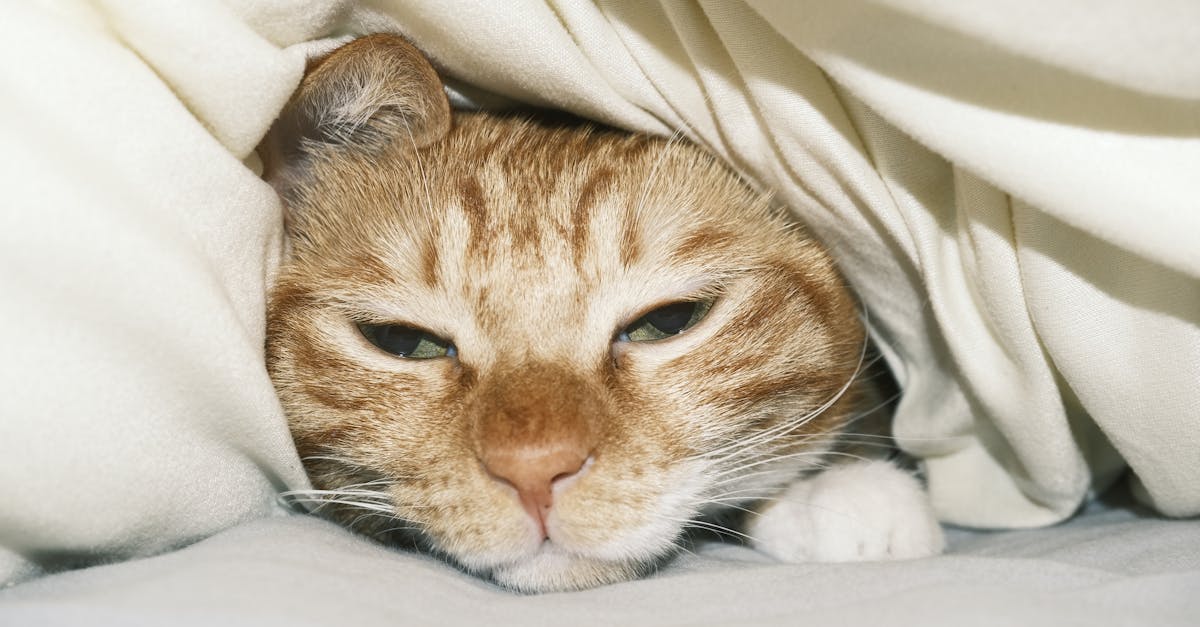 A escolha perfeita: cama ideal para seu pet