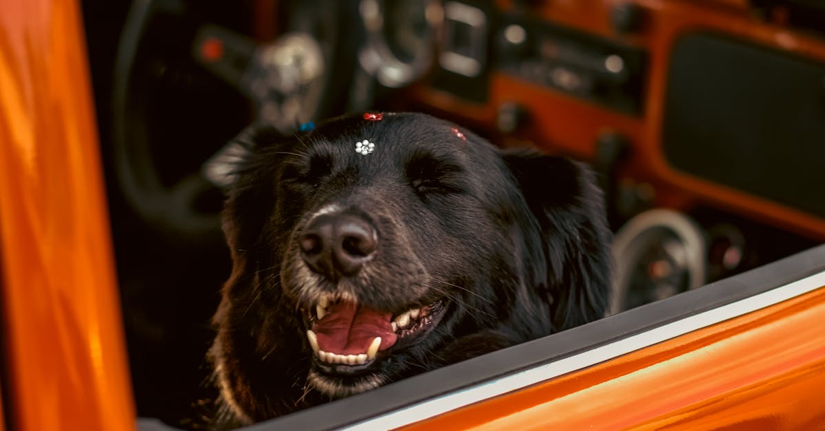 melhores brinquedos para pets que ficam sozinhos