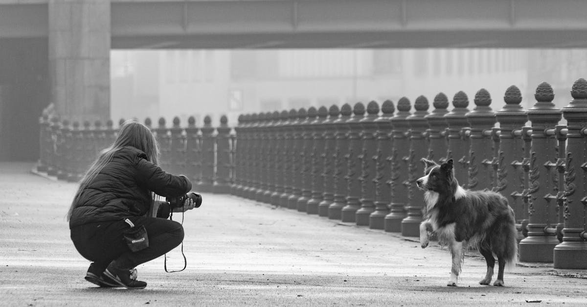 cachorro muito agitado dentro de casa