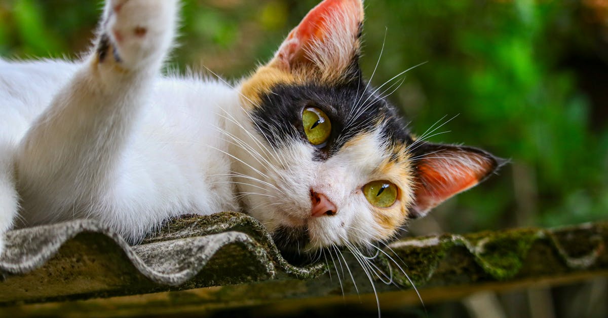 Comedouro elevado é bom para o pet? Descubra agora!