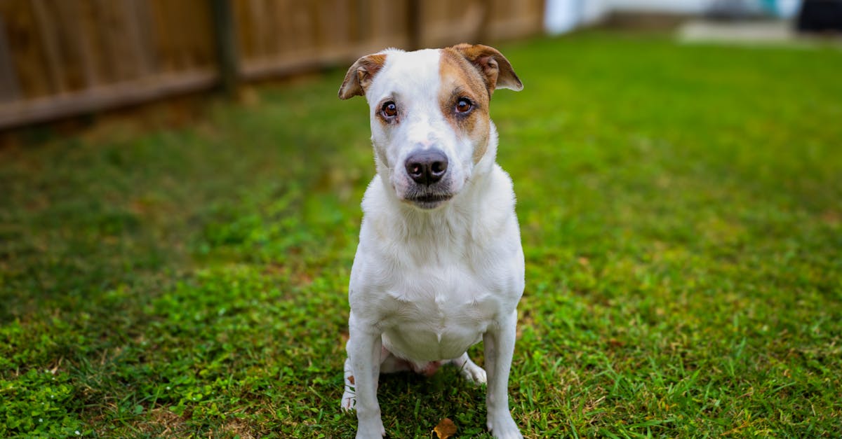 Os 5 Acessórios Indispensáveis para Tutores Iniciantes