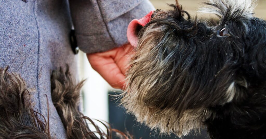 Descubra acessórios que transformam o adestramento