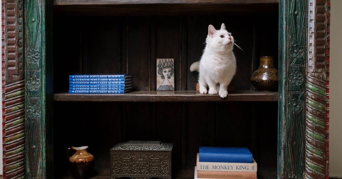 Por que meu gato usa pouco a caixa de areia?