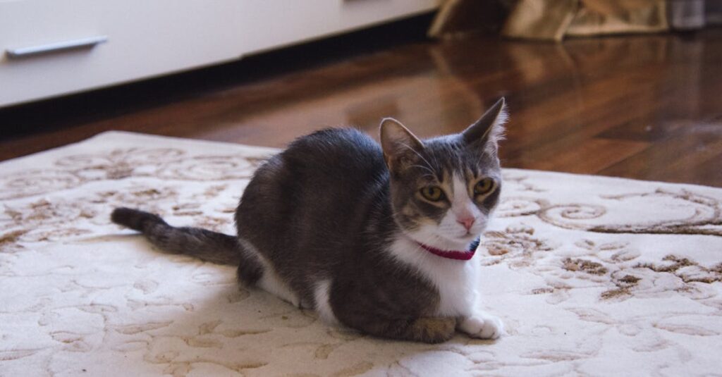 Transforme seu lar: ambiente ideal para gatos