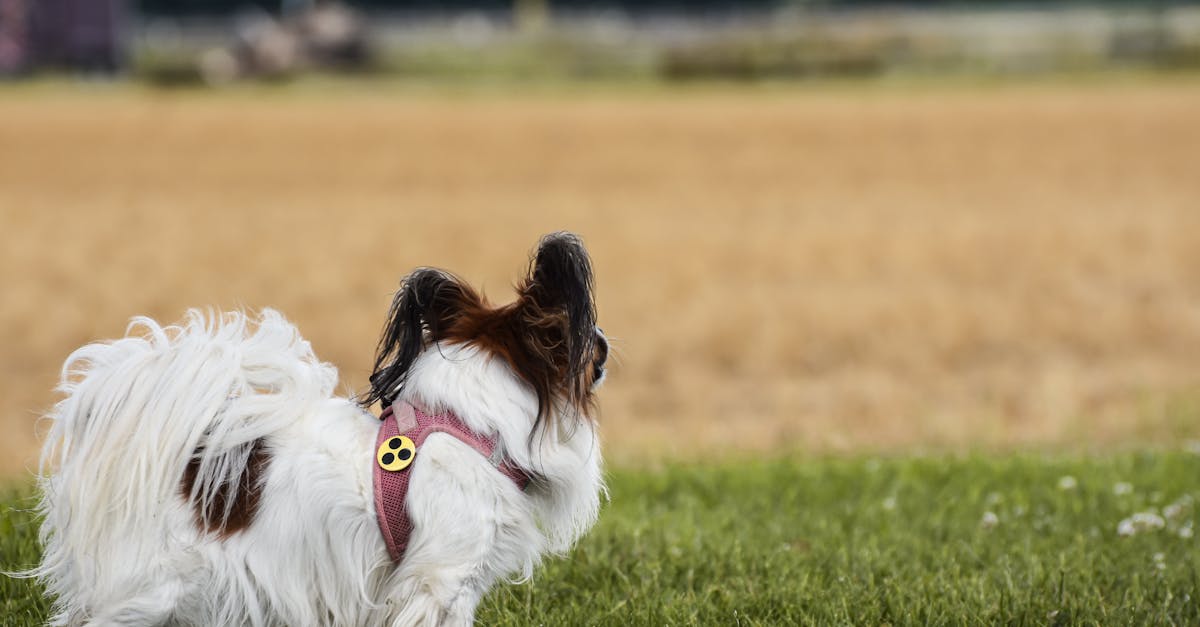 Transforme o dia do seu gato com brincadeiras divertidas