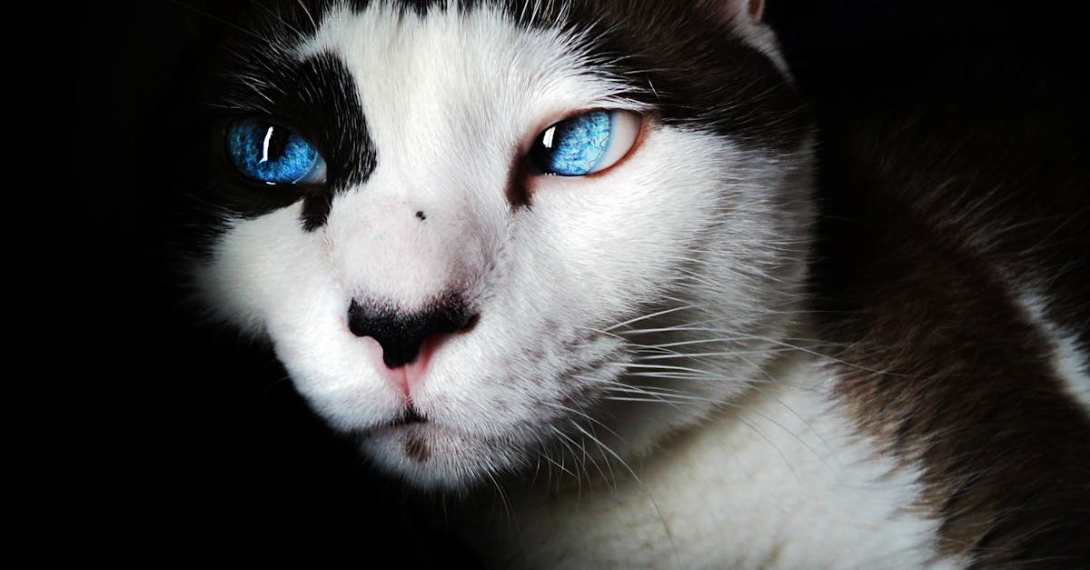 Como Ajudar Seu Gato com Medo de Visitas