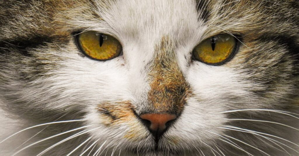 Por que seu gato ignora os brinquedos? Descubra!