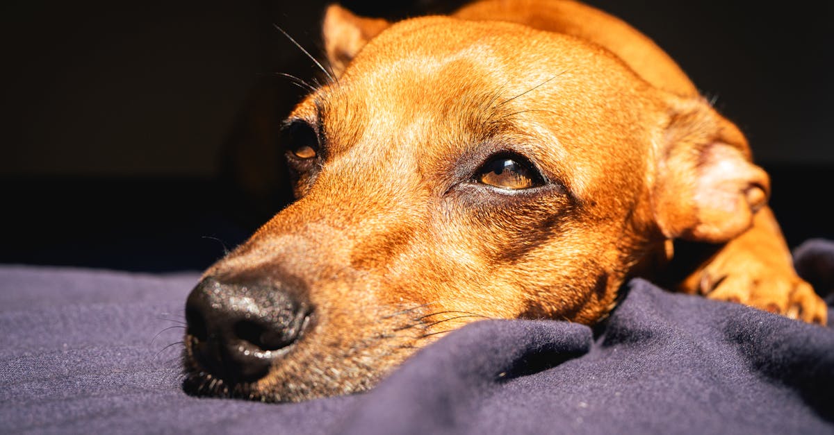 Como acalmar um cachorro ansioso: dicas práticas