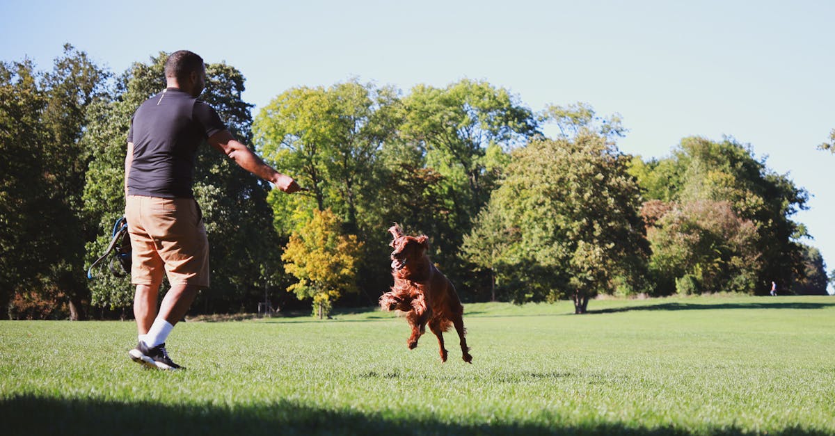 Transforme o Comportamento do Seu Cachorro Hoje!