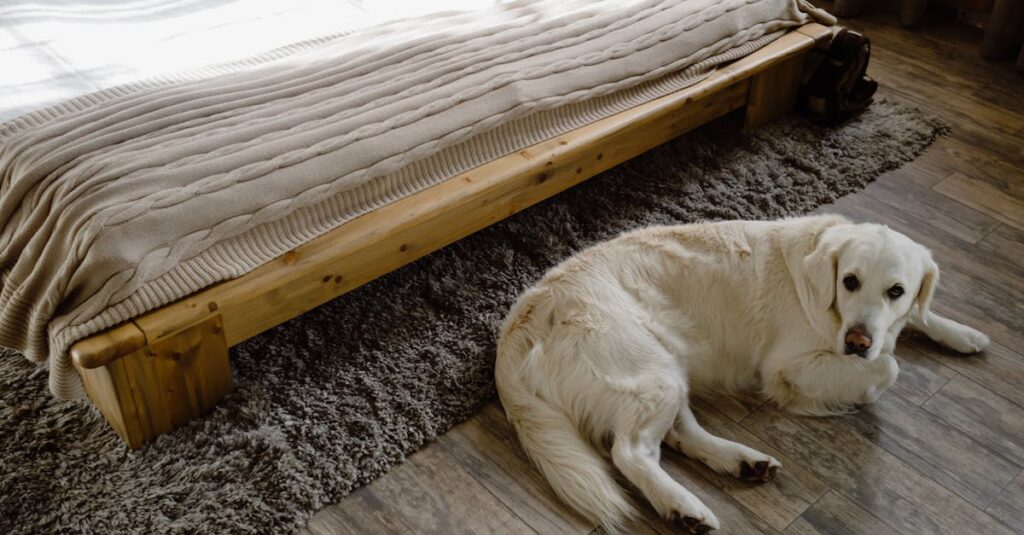 Descubra as melhores camas ortopédicas para cães em 2025