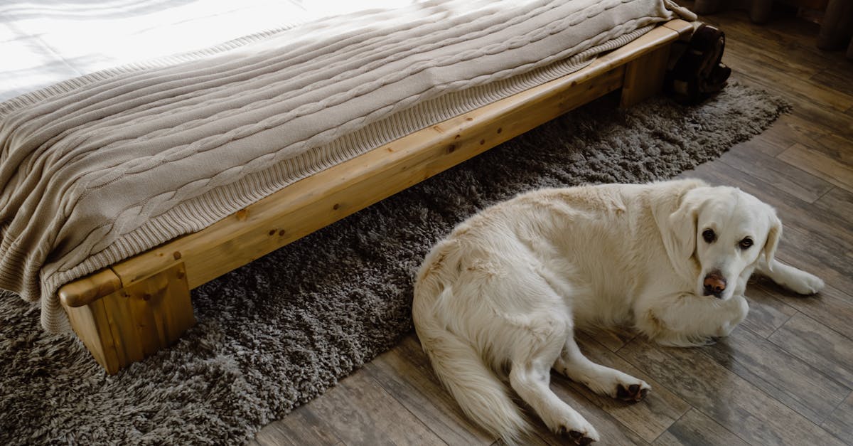 Descubra as melhores camas ortopédicas para cães em 2025