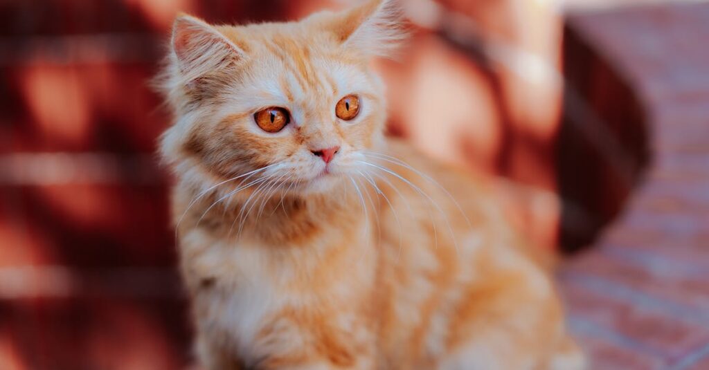 Brinquedos seguros: o guia essencial para pets