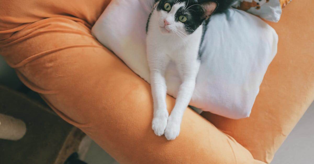 Gato arranhando móveis? Veja como resolver já!