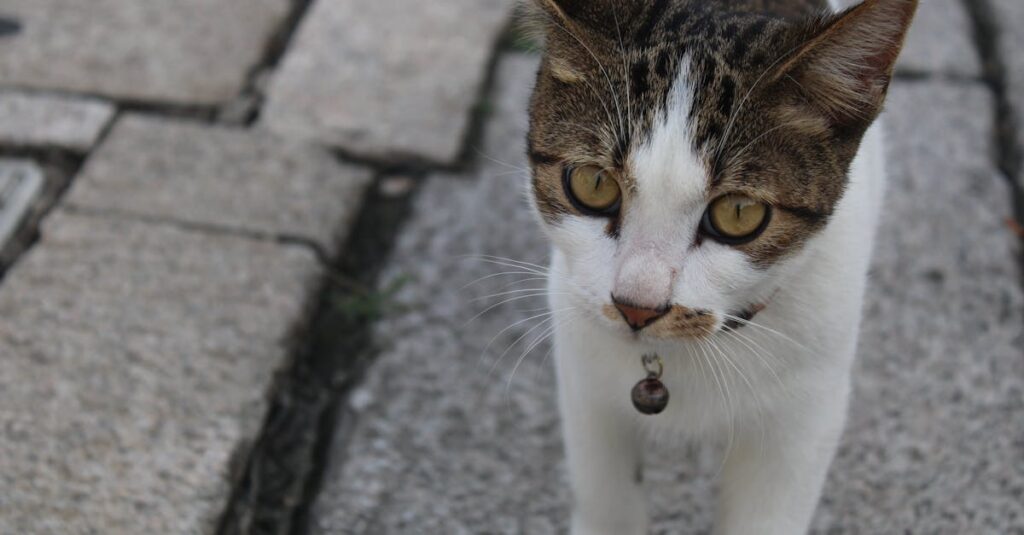Como acalmar um gato assustado com barulhos