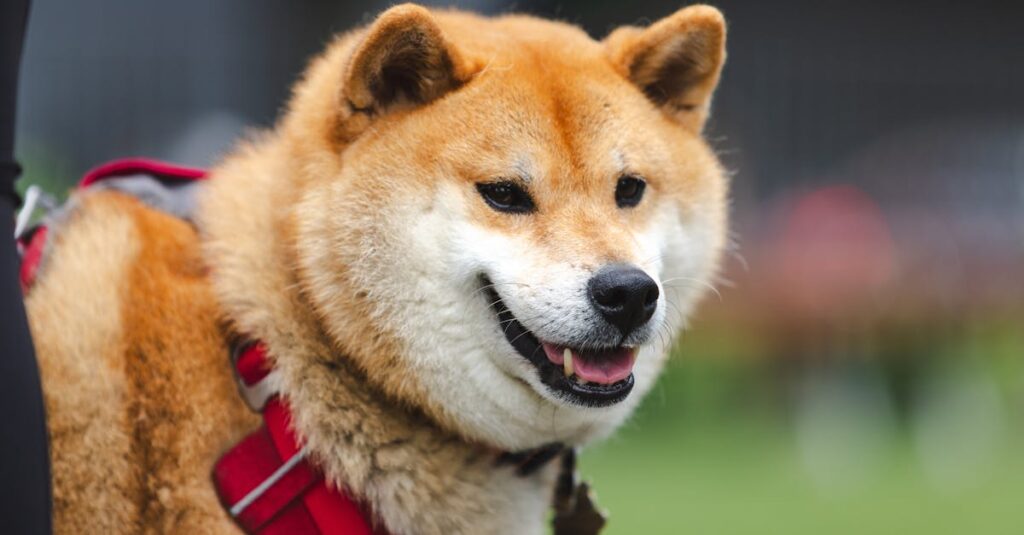 O limite do modelo atual de acessórios pet para cuidados prolongados e seu impacto no setor em 2026