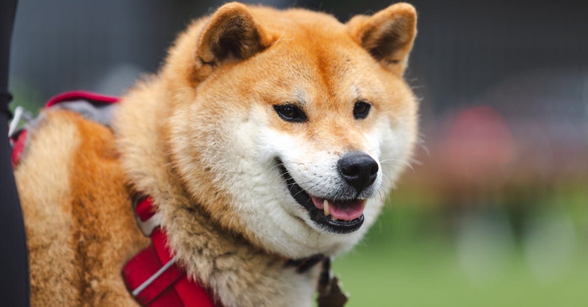 O limite do modelo atual de acessórios pet para cuidados prolongados e seu impacto no setor em 2026