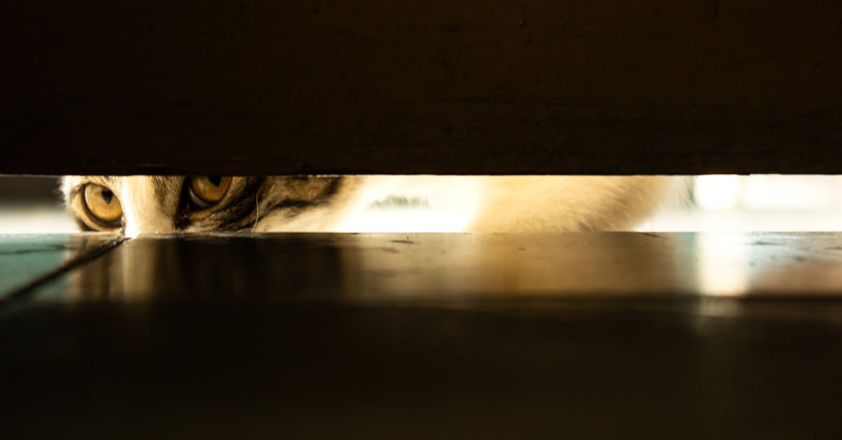 O que está levando o manejo consciente do comportamento felino ao limite do modelo tradicional em 2026