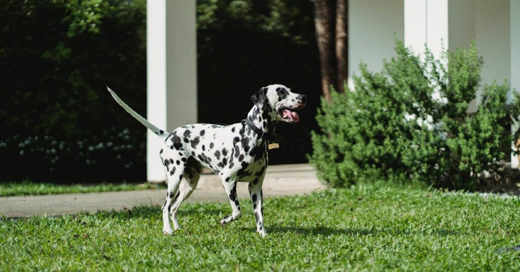 Acessórios pet desconfortáveis: erros-críticos que podem frear sua lucratividade em 2026