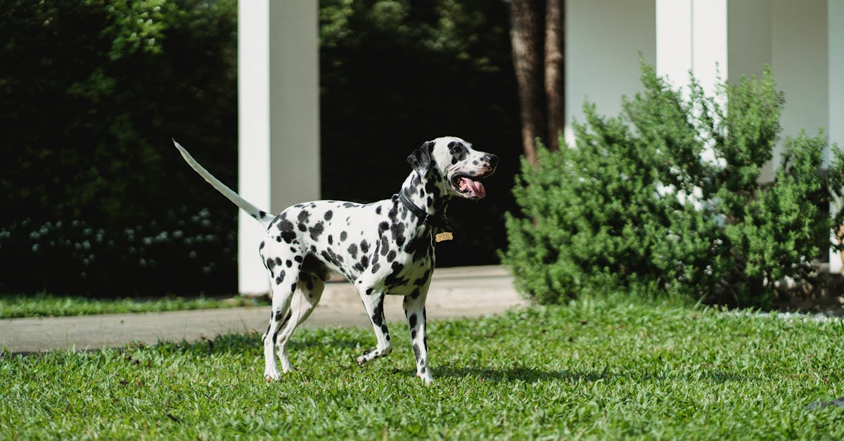 Acessórios pet desconfortáveis: erros-críticos que podem frear sua lucratividade em 2026