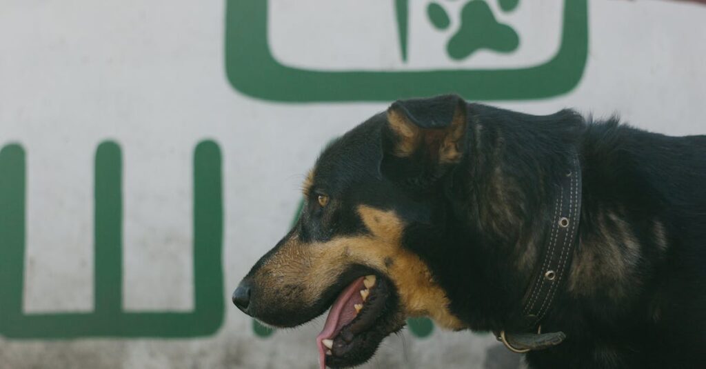 Como funciona acessórios pet — O que está levando ao limite do modelo de acessórios pet em 2026