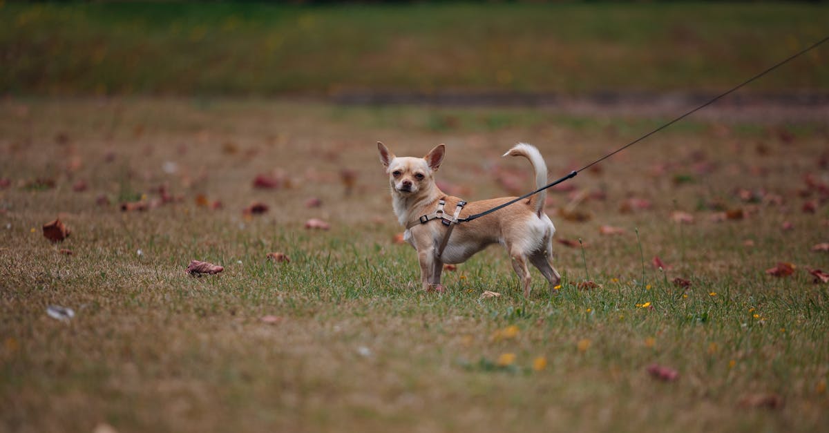 O que está levando a rotina avançada para cães idosos a expor o limite do modelo tradicional de cuidado em 2026