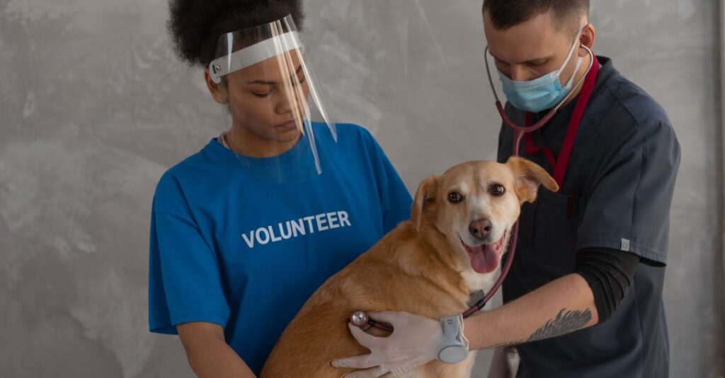 O limite da rotina avançada do tutor e seu impacto na sustentabilidade do cuidado pet em 2026