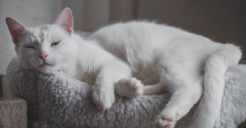 O limite das práticas consolidadas para bem-estar de gatos e seus impactos no setor pet em 2026