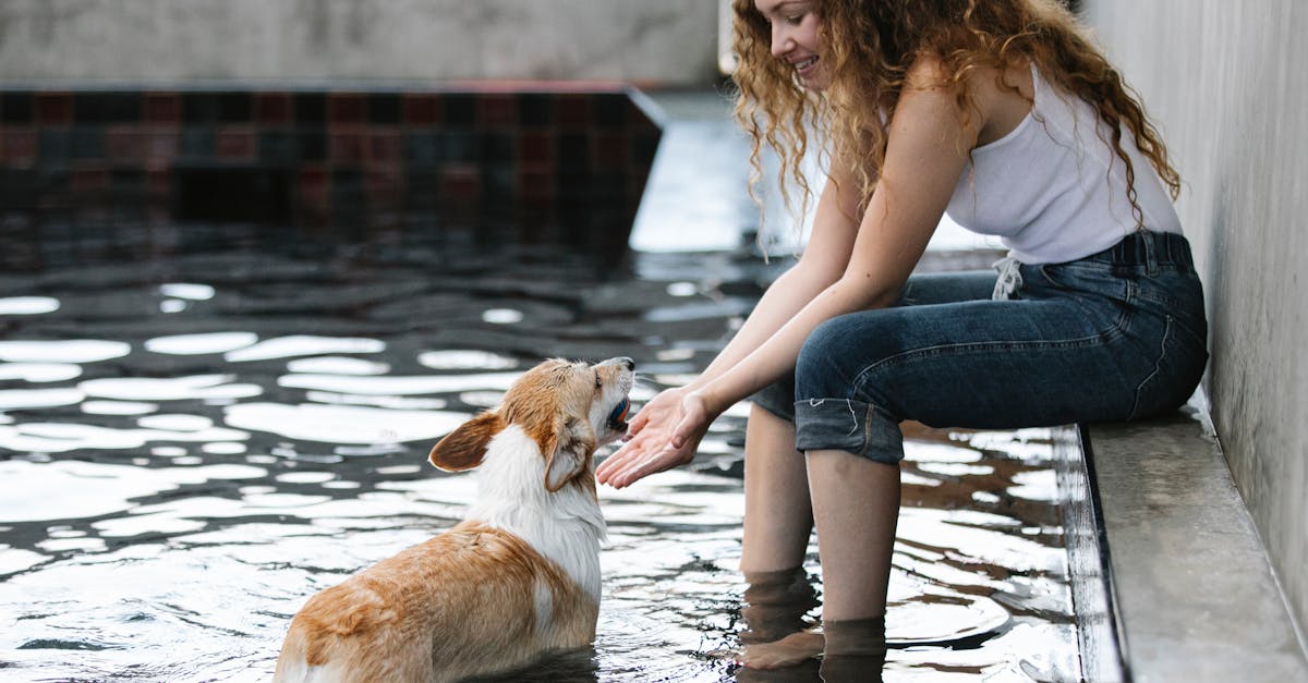 Como os desafios na rotina de cuidados para cães idosos afetam o dia a dia