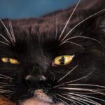 Desafios no bem-estar de gatos em 2026 e o que observar na rotina