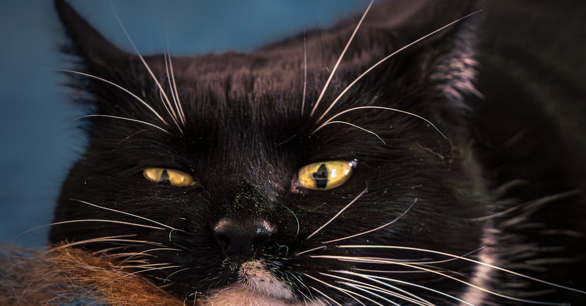 Desafios no bem-estar de gatos em 2026 e o que observar na rotina