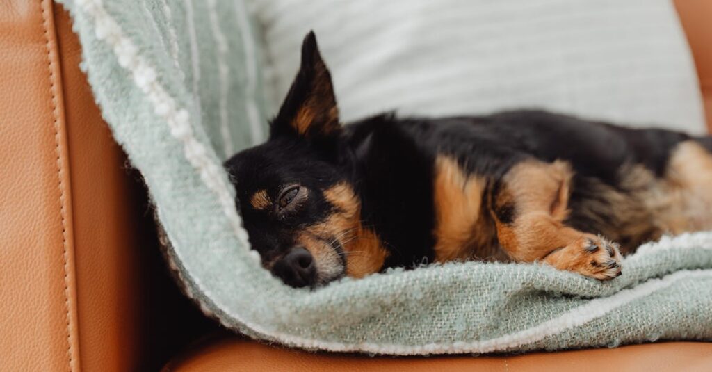 Como o aumento da exigência por conforto animal afeta a rotina dos pets