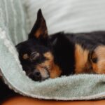 Como o aumento da exigência por conforto animal afeta a rotina dos pets