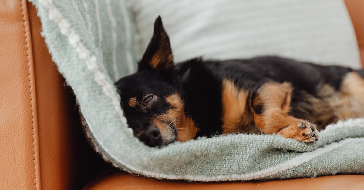 Como o aumento da exigência por conforto animal afeta a rotina dos pets