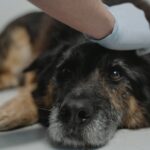 Como a complexidade crescente no atendimento a pets seniores afeta o cuidado diário