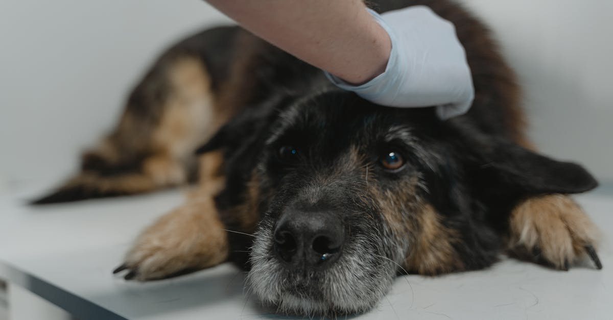 Como a complexidade crescente no atendimento a pets seniores afeta o cuidado diário