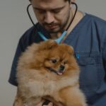 O que você precisa saber sobre a complexidade crescente no cuidado pet