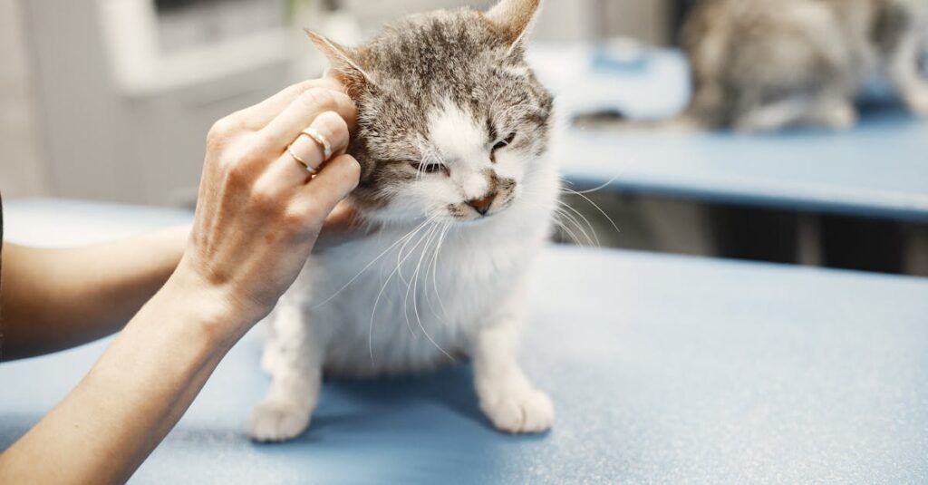 O que você precisa saber sobre a complexidade crescente no cuidado felino