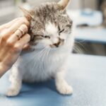 O que você precisa saber sobre a complexidade crescente no cuidado felino