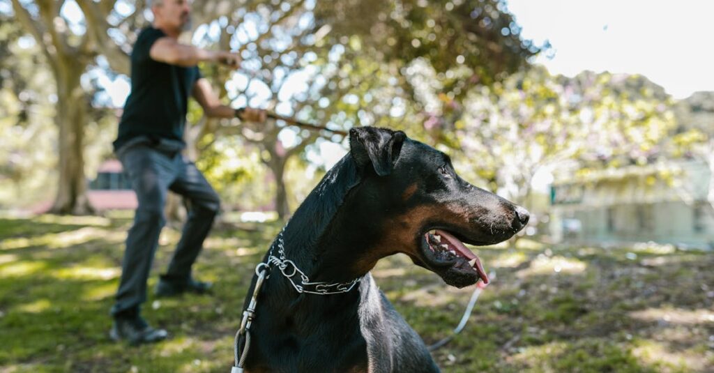 O que você precisa saber sobre a exigência por consistência no setor pet