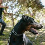 O que você precisa saber sobre a exigência por consistência no setor pet