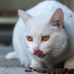 Como as mudanças nas expectativas dos tutores de gatos afetam o cuidado diário