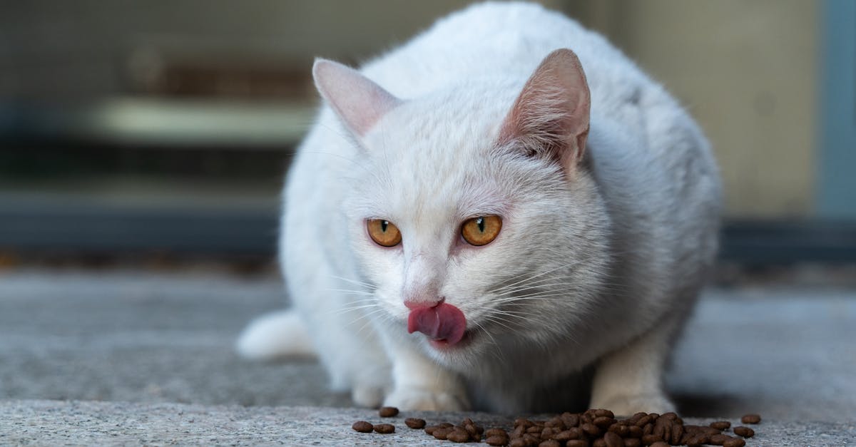 Como as mudanças nas expectativas dos tutores de gatos afetam o cuidado diário